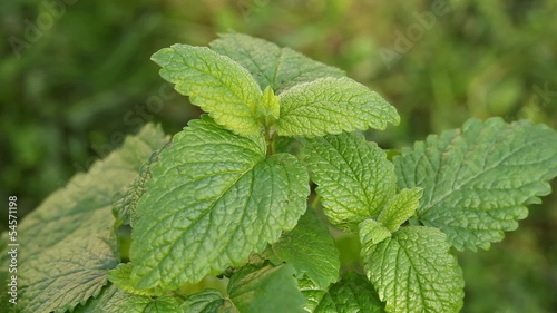 Close-up of lemon balm in the garden.