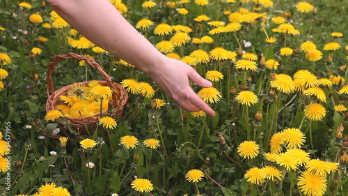 Hand with basket picking dandelions on meadow.