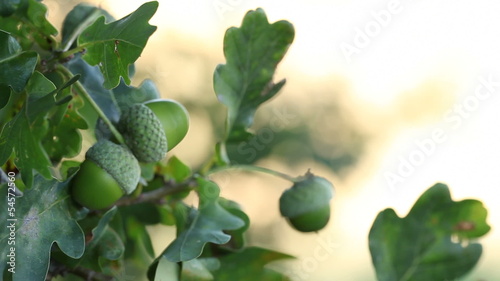 Close-up of oak tree in the wind.