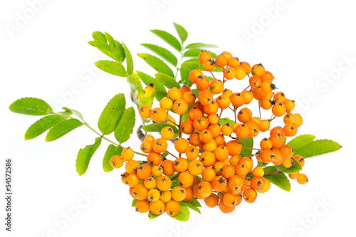 Eberesche (sorbus aucuparia) - Vogelbeeren auf weißem Hintergru photo