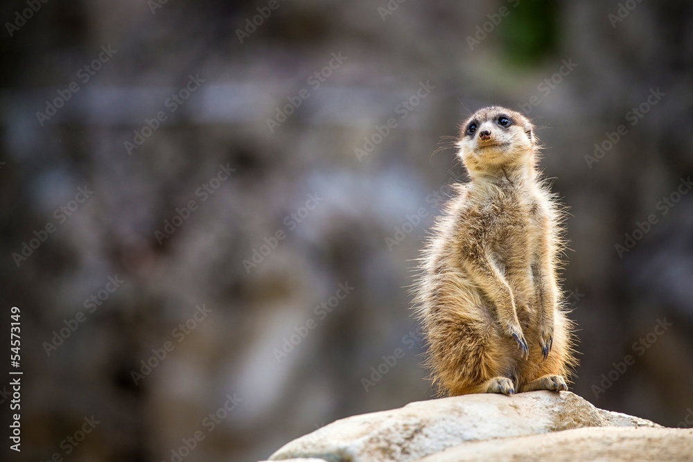 Fototapeta premium suricata