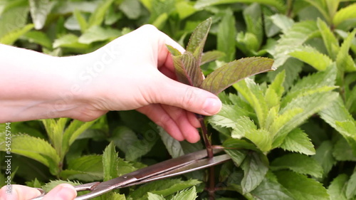 Hand with scissors picking mint in the garden.