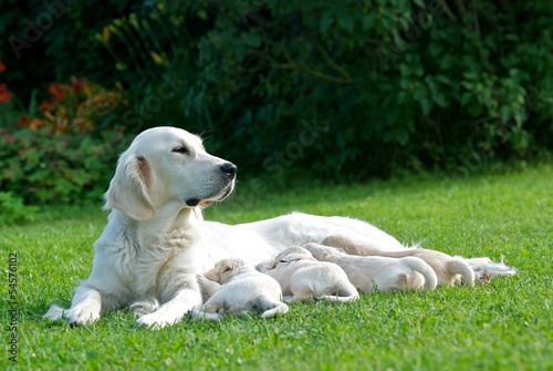 Labrador mom,dog mother,Golden Retriever,mom with little puppies