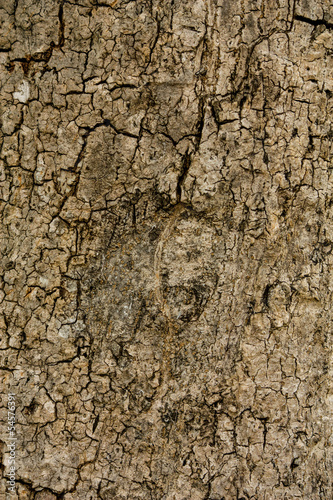 Brown Bark wood texture