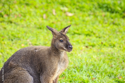 Fototapeta Naklejka Na Ścianę i Meble -  Beautiful young wallaby in grass