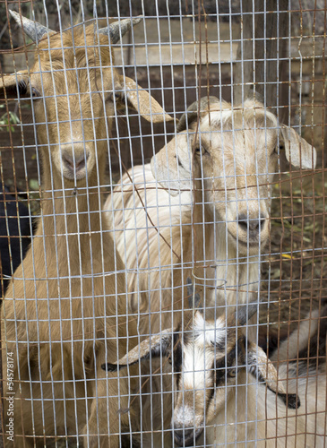 Goats photo