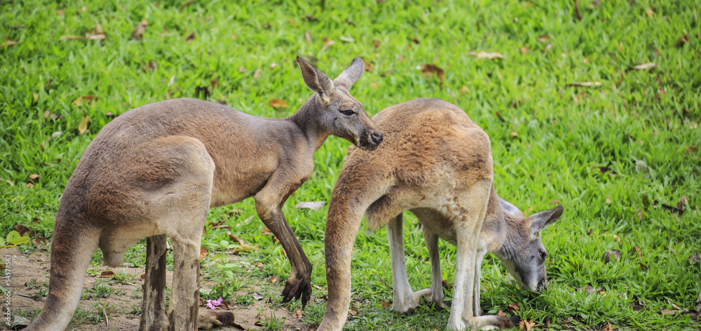 Beautiful young kangaroo in grass 