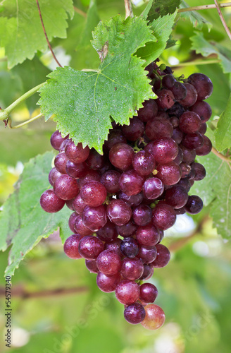 Bunch of colorful grapes hanging on the vine