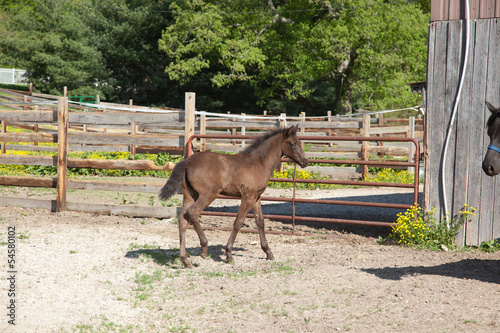 Foal photo