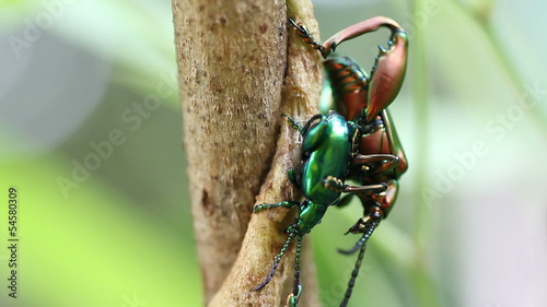 Sagra buqueti  in the  nature photo