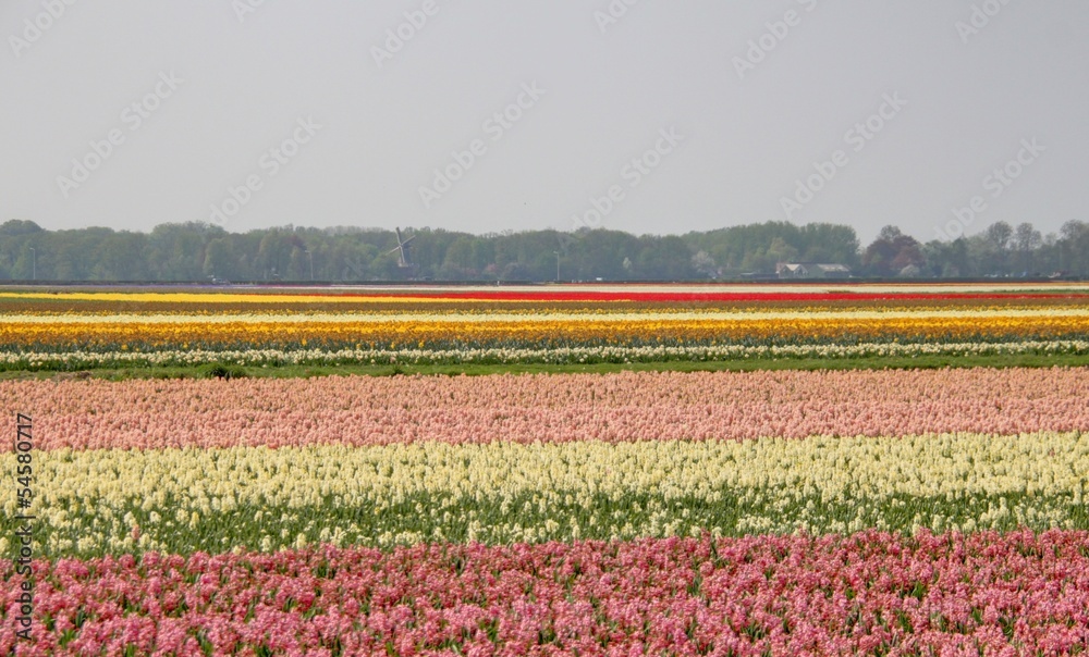 jardin de tulipes en hollande