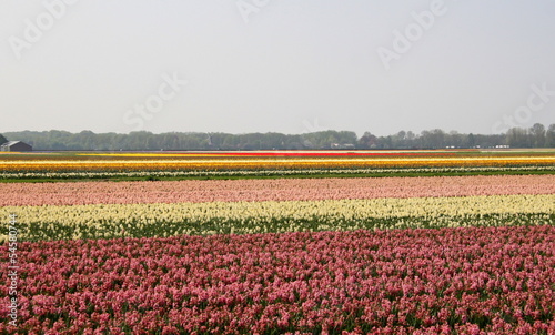 jardin de tulipes en hollande