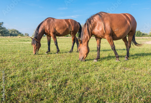 Two horses eating together
