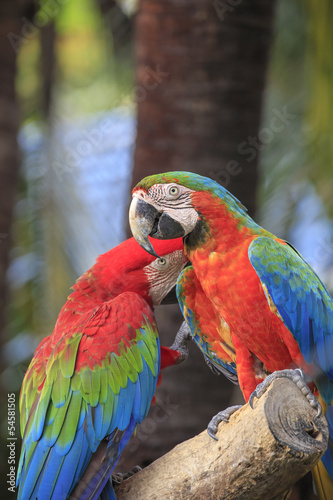 Colorful macaws perching on a wood. 