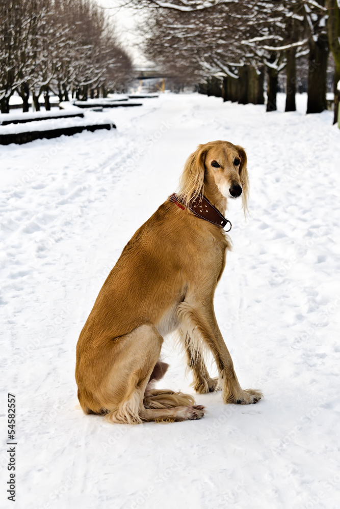 Saluki (Persian Greyhound, Royal Dog of Egypt) at winter walk