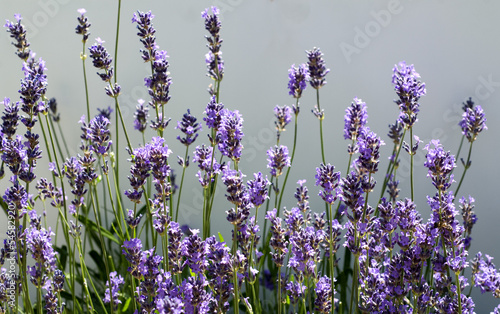 Lavendel  Lavendula  Lavendelblueten 