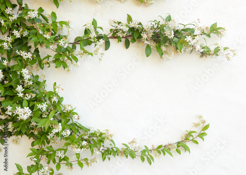 Natural frame of jasmine flowers on white wall photo