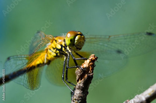 Dragonfly Perched on Twig © rck