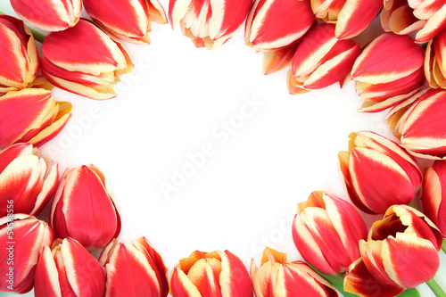 Tulip Flower Border