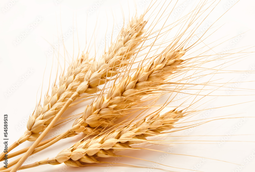 Wheat ears isolated on a white Wheat ears isolated on a white