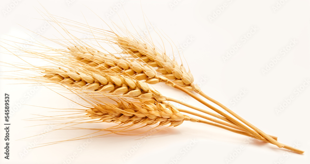 Wheat ears isolated on a white Wheat ears isolated on a white
