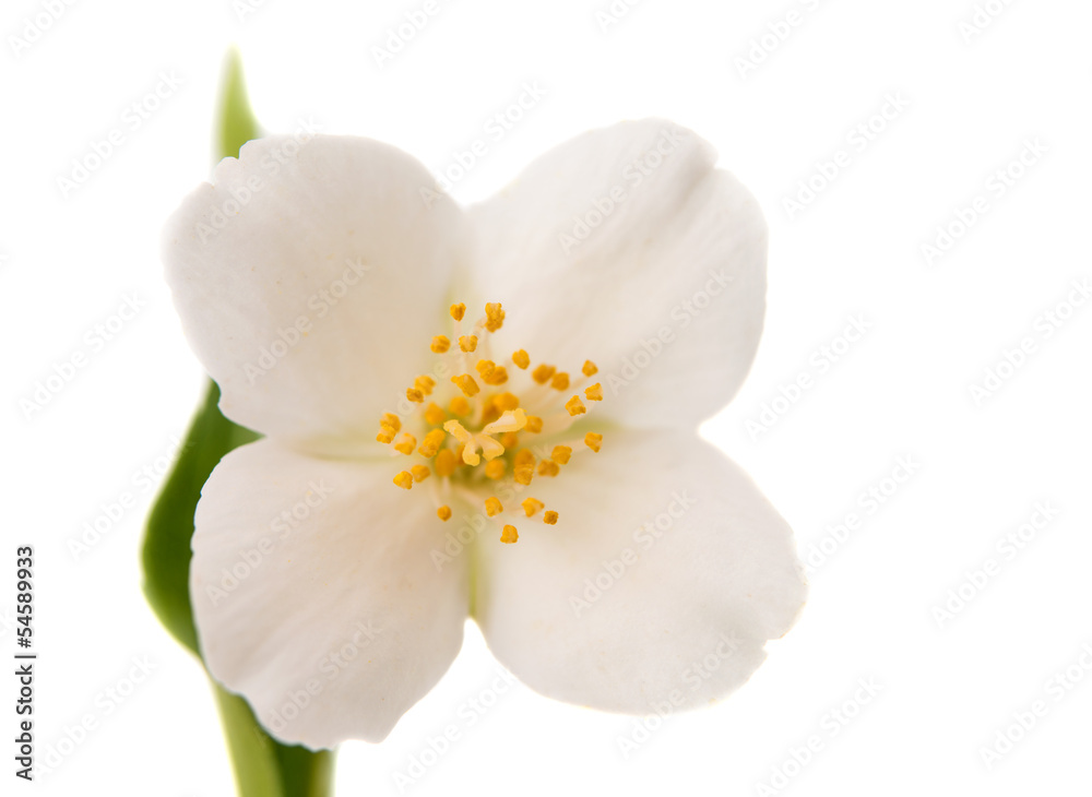 Obraz premium jasmine flower