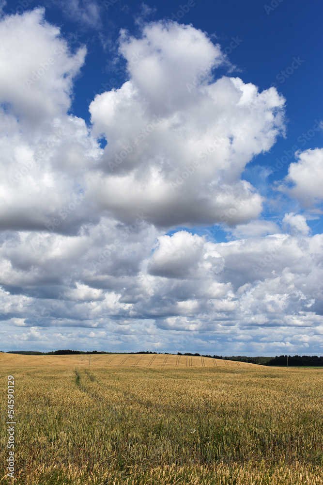 Ripe wheat field.