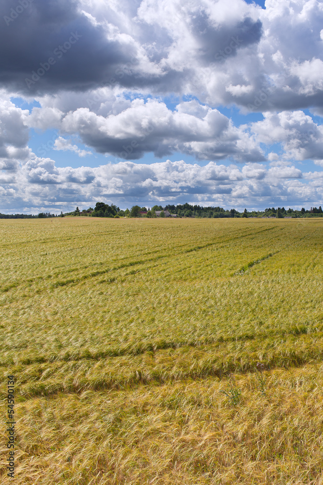 Barley field. Barley field.