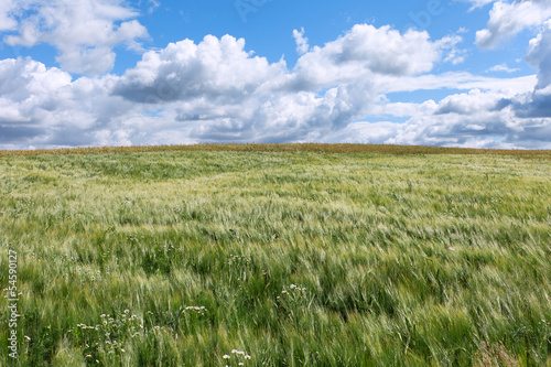 Barley field.