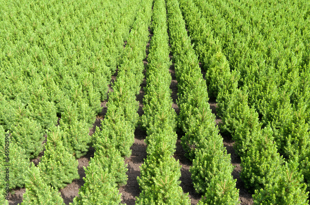 Rows of yew taxus trees in a nursery in Hazerswoude Netherlands. Rows of yew taxus trees in a nursery in Hazerswoude Netherlands.
