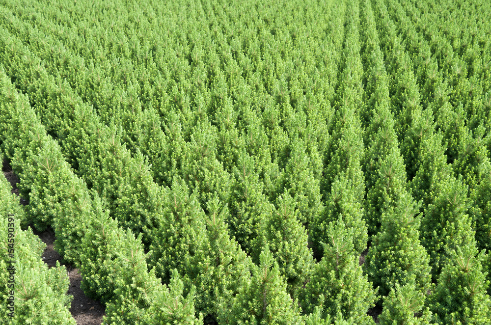 Rows of yew taxus trees in a nursery in Hazerswoude Netherlands.