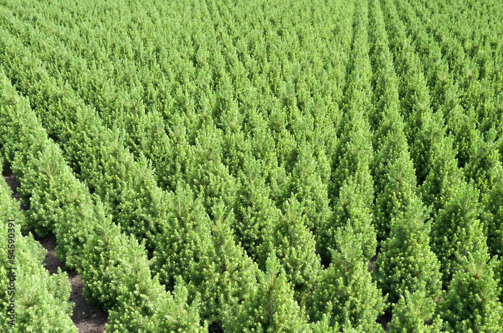 Rows of yew taxus trees in a nursery in Hazerswoude Netherlands. Rows of yew taxus trees in a nursery in Hazerswoude Netherlands.