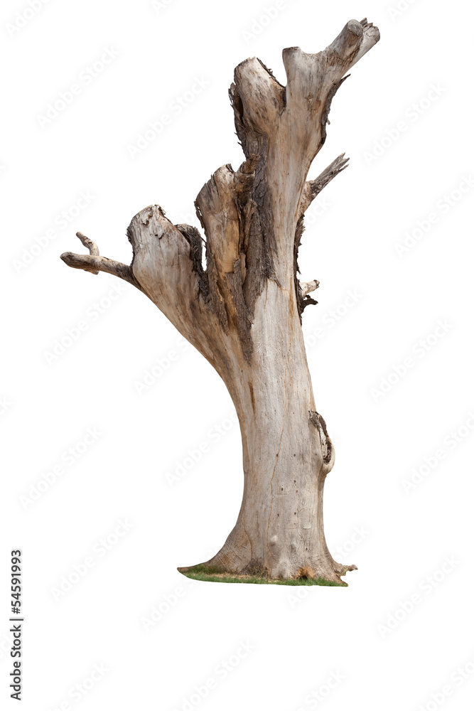 Dead tree isolated on white background Dead tree isolated on white background