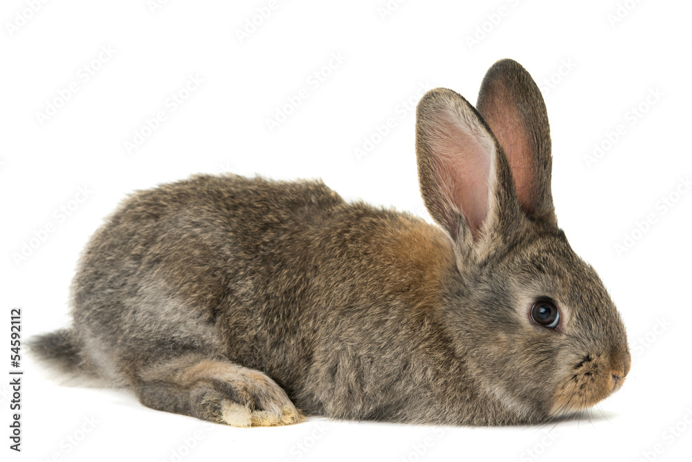 rabbit isolated