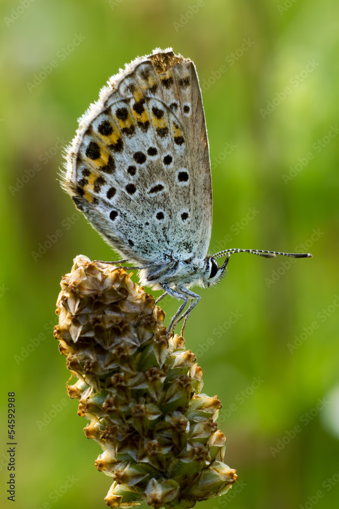Obraz premium Farfalla blu e gialla primo piano