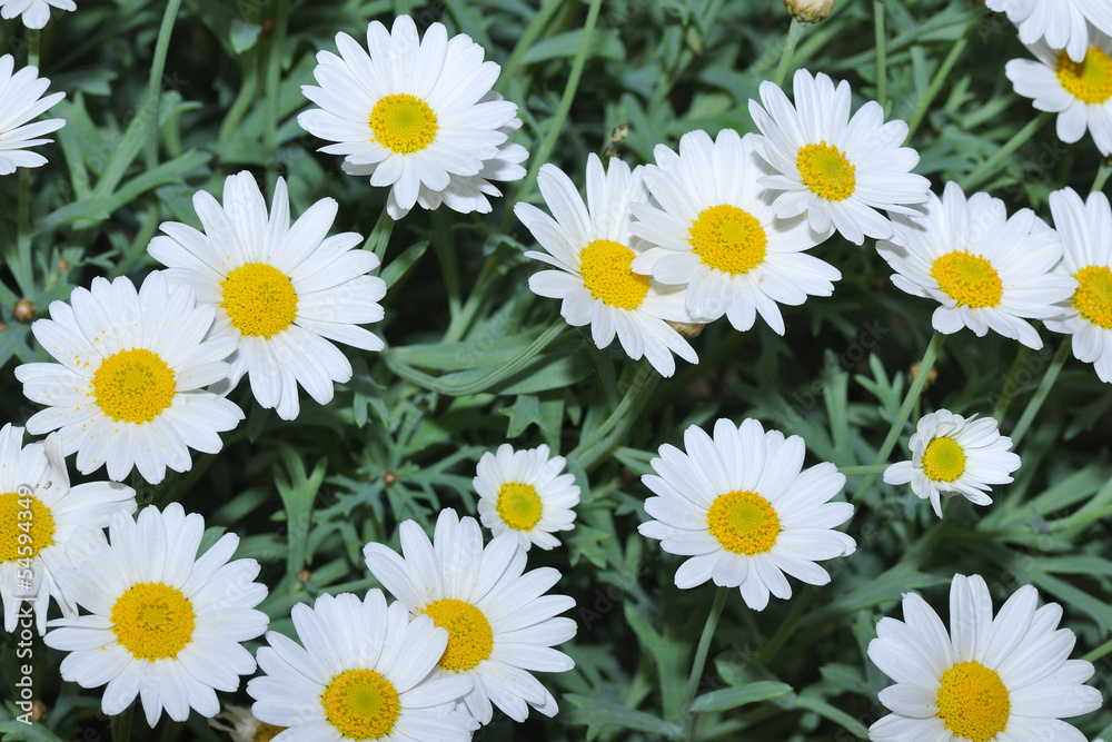 Margeriten Margeriten