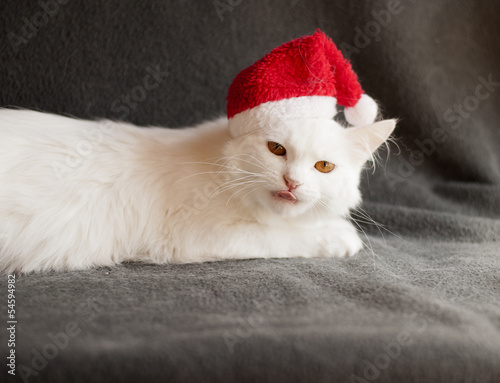 White Persian cat as Santa