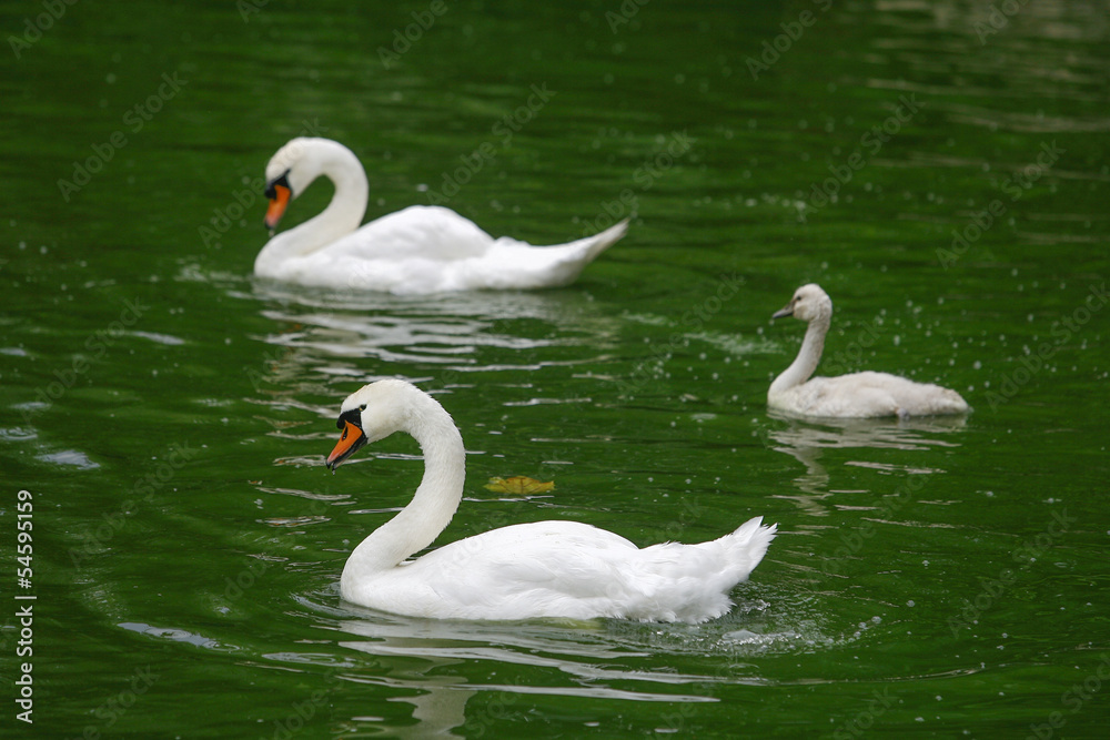 white swan with her cygnets