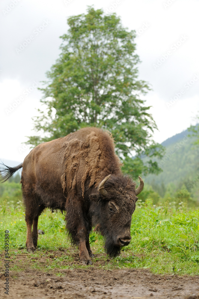 Bison Bison