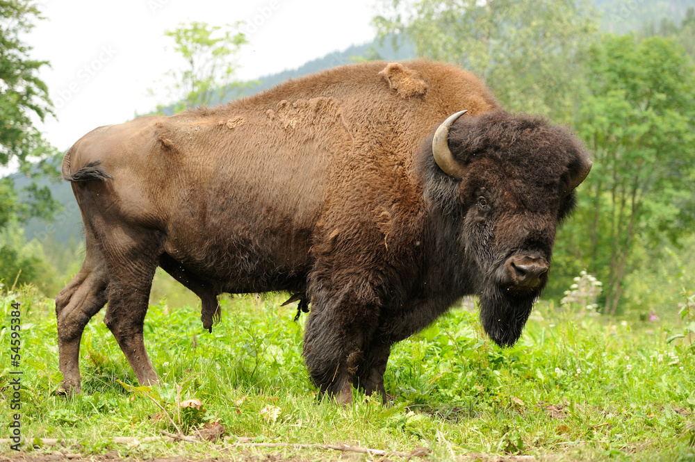 Bison