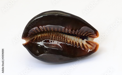 Under black cowrie shell