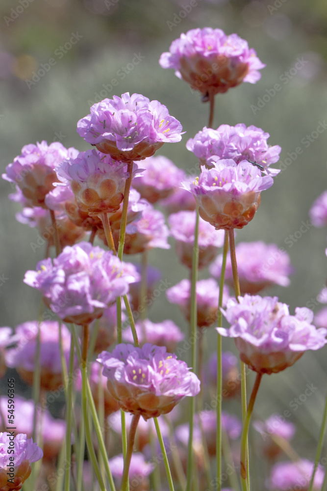 Obraz premium Armeria macrophylla flower