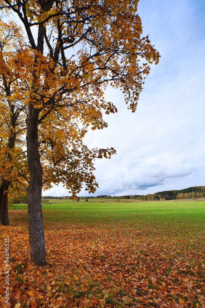 Naklejka premium Autumn.