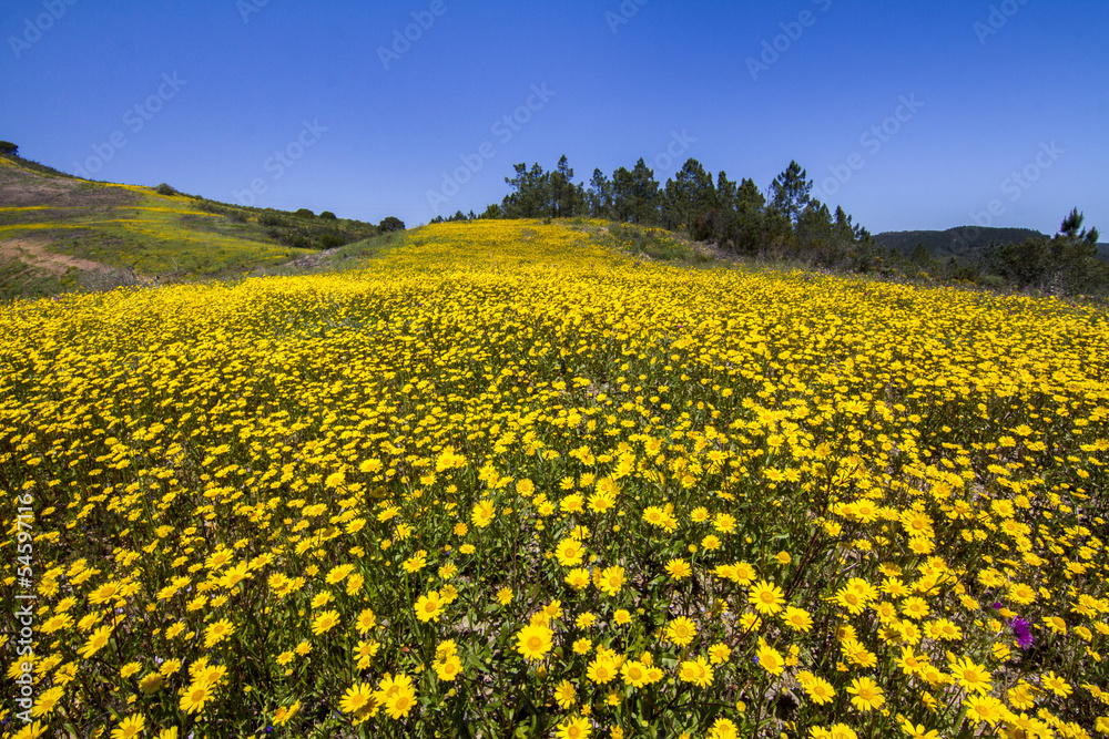 Fototapeta premium hill of yellow marigold flowers