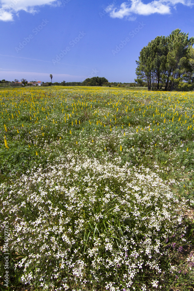 Spring field with flowers Spring field with flowers