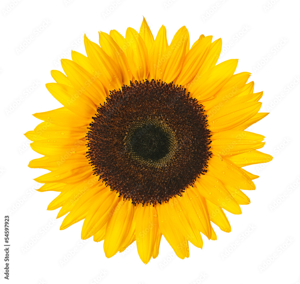 Fototapeta premium Sunflower isolated on white with clipping path