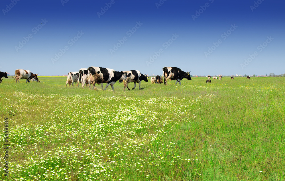 cows on the field