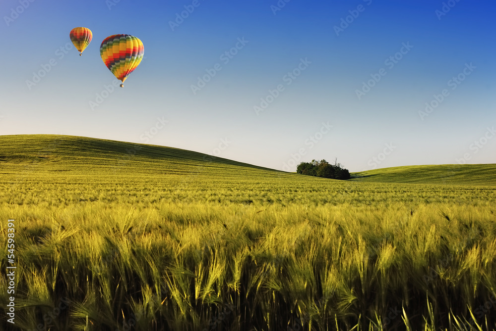 Fototapeta premium Wheatfield