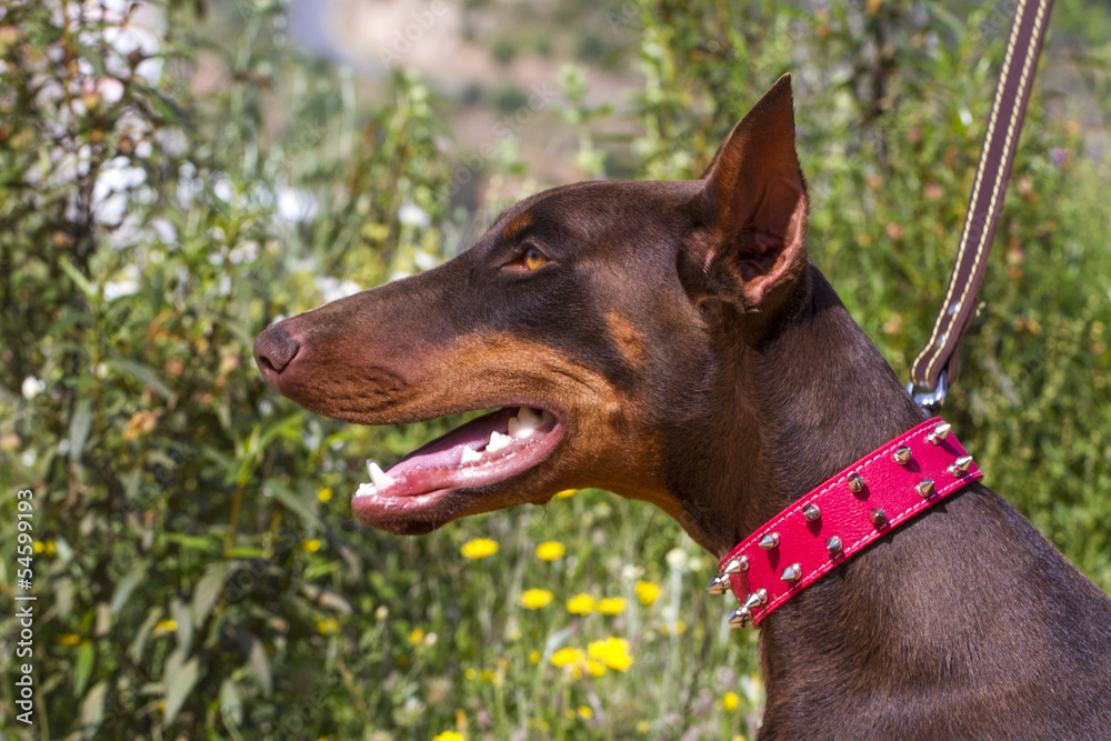 Close up view of a brown domestic dog with red collar.