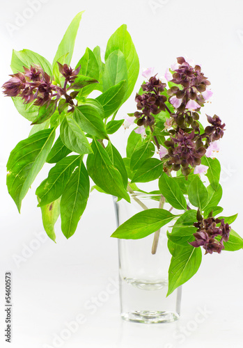 Sweet Basil or Thai Basil isolated on a white background.